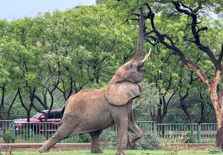 Karachi, Pakistan | 2024 04 15 | Elephant Sonia at her enclosure at the Safari Park, Pakistan.